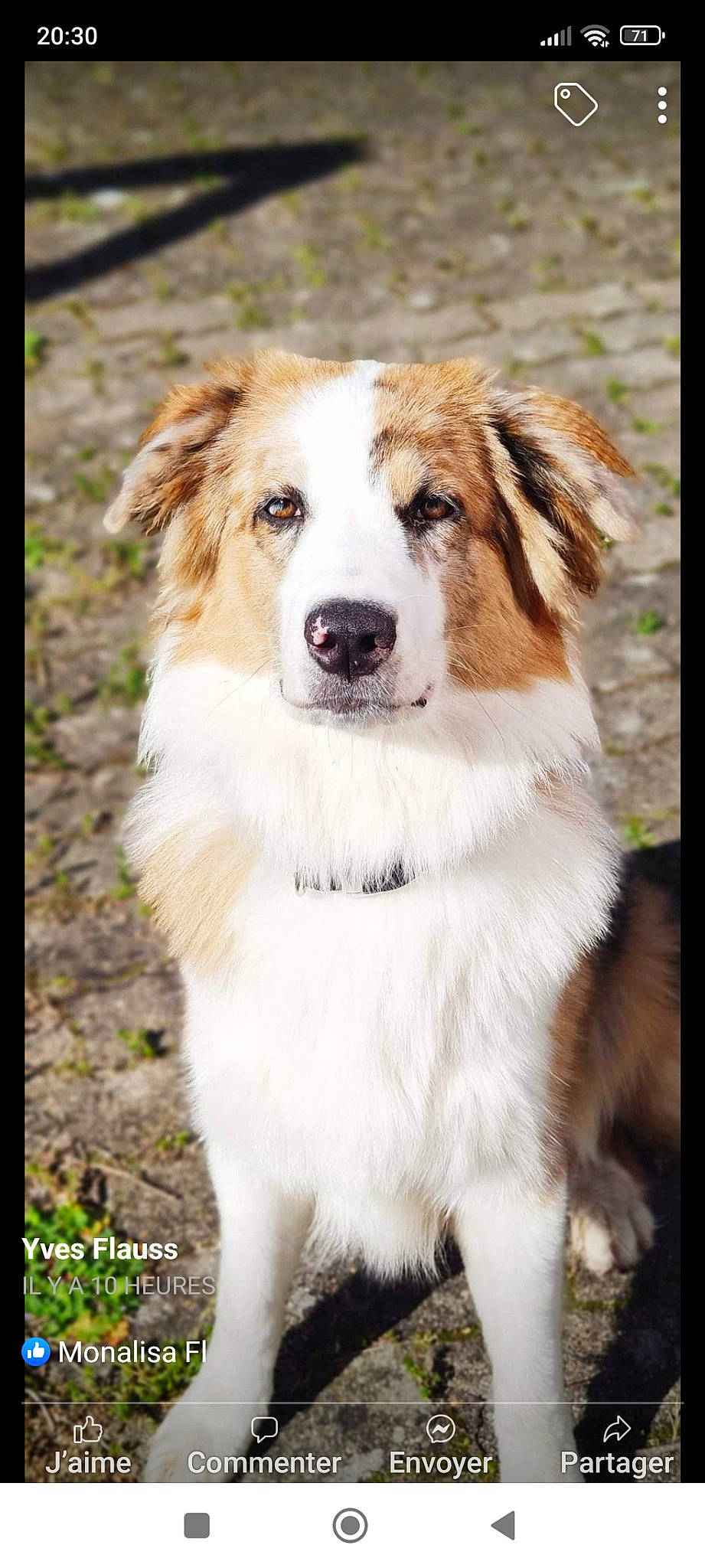 Ella participe au concours pour gagner de l'argent avec cette photo : carnivore, companion_dog, dog, dog_breed, fur, grass, plant, sporting_group, terrestrial_animal, tree, whiskers, working_dog