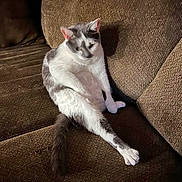 Gray joined the competition — help win amazing prizes! cat, feline, pet, animal, sitting, stretching, long_legs, white_fur, gray_fur, tabby, pink_ears, green_eyes, face, whiskers, tail, couch, sofa, indoor, living_room, funny_pose