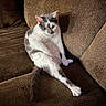 cat, feline, pet, animal, sitting, stretching, long_legs, white_fur, gray_fur, tabby, pink_ears, green_eyes, face, whiskers, tail, couch, sofa, indoor, living_room, funny_pose