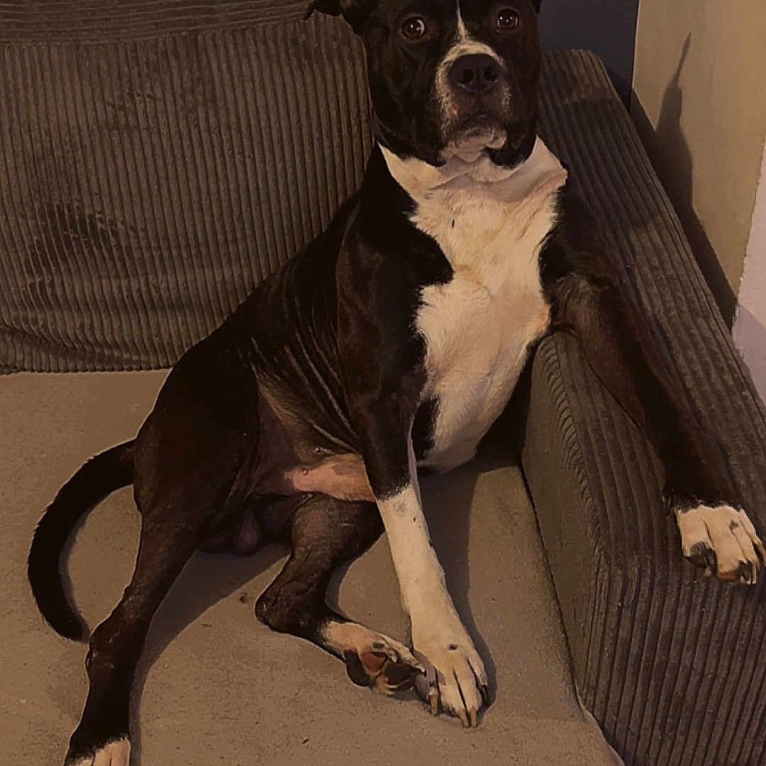 Tyson participe au concours pour gagner de l'argent avec cette photo : animal, black_and_white, canine, couch, dog, ears, expression, fur, furniture, home, indoor, living_room, looking_at_camera, paw, pet, relaxed, resting, seated, snout, tail