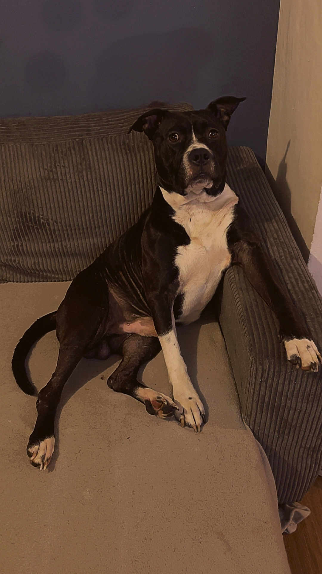 Tyson participe au concours pour gagner de l'argent avec cette photo : dog, black_and_white, couch, indoor, pet, animal, relaxed, seated, paw, fur, canine, looking_at_camera, home, furniture, living_room, expression, ears, tail, snout, resting
