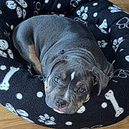 Baya participe au concours pour gagner de l'argent avec cette photo : puppy, dog, blue_eyes, dog_bed, black_bed, bones_pattern, paw_prints, wooden_floor, pet, resting, curious, cute, indoor, animal, canine, young_dog, cozy, sleepy, fur, collar