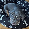 animal, black_bed, blue_eyes, bones_pattern, canine, collar, cozy, curious, cute, dog, dog_bed, fur, indoor, paw_prints, pet, puppy, resting, sleepy, wooden_floor, young_dog