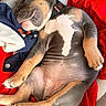 blue, brown, clothing, collar, cozy, cute, dog, fabric, fur, indoor, nap, paw, pet, puppy, red, relaxed, rest, sleeping, white, young