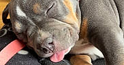 Baya participe au concours pour gagner de l'argent avec cette photo : puppy, dog, sleeping, tongue_out, cozy, blanket, paw_print, cute, pet, resting, fur, animal, young, indoor, closeup, adorable, relaxed, snout, paw, cushion