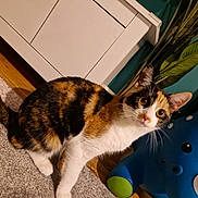 Nola is registered to the contest to win money with this photo: animal, blue_toy, cabinet, calico, carpet, cat, curious, cute, domestic, ears, floor, furniture, indoor, pet, plant, playful, rhino_toy, toy, whiskers, young_cat