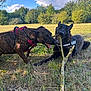 Jupiter Et Vénus participe au concours pour gagner de l'argent avec cette photo : animal, blue_sky, canine, clouds, daytime, dog, field, friendship, fun, grass, harness, nature, outdoor, pet, playing, security_vest, stick, sunny, trees, two_dogs