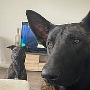 Jupiter Et Vénus a rejoint le concours — aidez-le/la à gagner de superbes lots ! alert, animal, black, bottle, brown, canine, close_up, dog, domestic, ears, face, floor, furniture, home, indoor, looking, pets, portrait, television, two_dogs