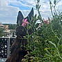 Jupiter Et Vénus a rejoint le concours — aidez-le/la à gagner de superbes lots ! animal, back, balcony, clouds, daylight, dog, ears, fence, flowers, garden, greenery, leaves, nature, outdoor, pet, plants, sitting, sky, suburban, view