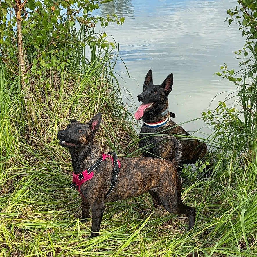 Jupiter Et Vénus participe au concours pour gagner de l'argent avec cette photo : alert, animals, brindle_coat, canine, collar, dog, grass, greenery, harness, lake, leash, nature, outdoor, pets, playful, pond, scenery, summer, trees, water