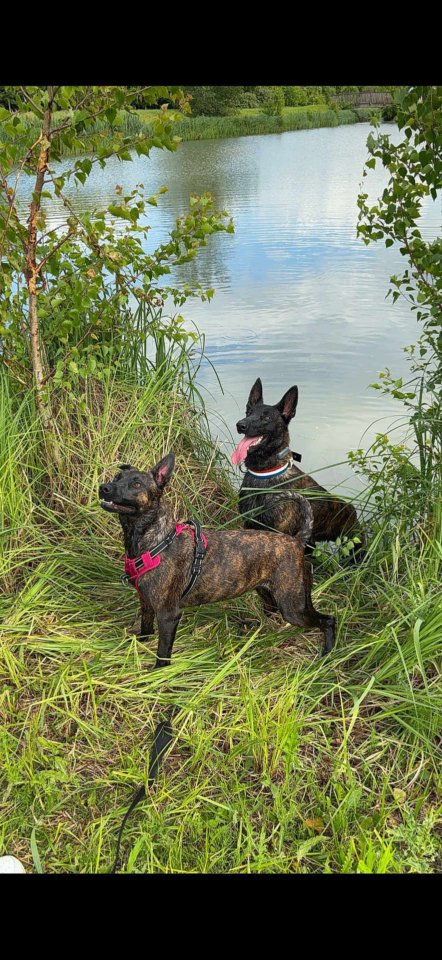 Jupiter Et Vénus participe au concours pour gagner de l'argent avec cette photo : alert, animals, brindle_coat, canine, collar, dog, grass, greenery, harness, lake, leash, nature, outdoor, pets, playful, pond, scenery, summer, trees, water
