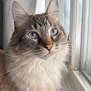 Sasha joined the competition — help win amazing prizes! cat, blue_eyes, fluffy, window, whiskers, close_up, pet, indoor, feline, portrait, soft_light, curtains, fur, animal, looking_out, domestic_animal, cute, mammal, face, alert