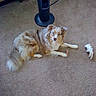 Honey joined the competition — help win amazing prizes! dog, carpet, toy, indoor, pet, fur, chew_stick, fan, brown, cream, plush_toy, lying_down, looking_at_camera, home, floor, animal, domestic, curious, pet_accessory, cozy