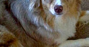 Honey is registered to the contest to win money with this photo: dog, indoor, carpet, brown_fur, white_fur, gray_fur, pet, canine, animal, laying_down, looking_at_camera, ears_up, curious, domestic_animal, furry, medium_size, close_up, home, floor, companion