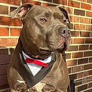 Blu is registered to the contest to win money with this photo: dog, pitbull, tuxedo_bandana, red_bow_tie, brick_wall, sunlight, outdoor, pet, animal, portrait, sitting, brown_fur, muscular, close_up, canine, collar, leash, shadow, alert, attentive