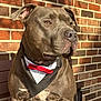 dog, pitbull, tuxedo_bandana, red_bow_tie, brick_wall, sunlight, outdoor, pet, animal, portrait, sitting, brown_fur, muscular, close_up, canine, collar, leash, shadow, alert, attentive