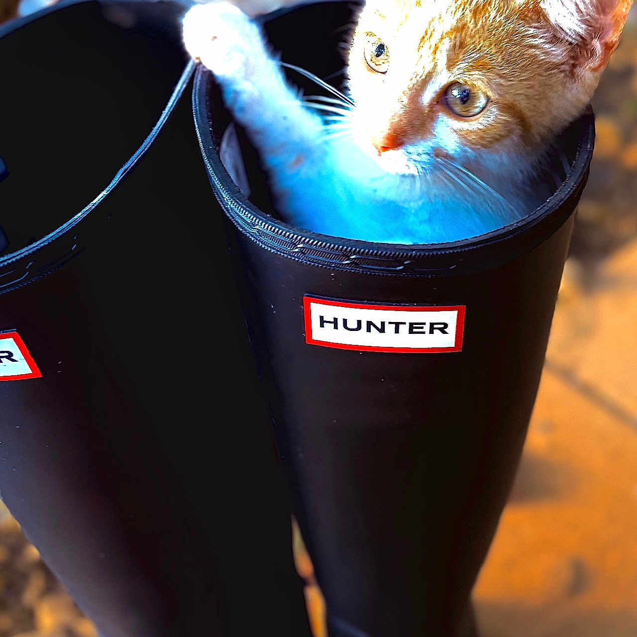 Job joined the competition — help win amazing prizes! cat, kitten, boot, hunter_boot, black_boot, paw, pet, animal, cute, playful, indoor, closeup, fur, whiskers, portrait, sunlight, blurred_background, curious, small, container
