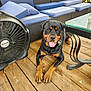 dog, rottweiler, tongue_out, wooden_deck, fan, outdoor_furniture, patio, cushions, black_and_tan, pet, canine, relaxed, summer, sunlight, smiling_dog, floor, metal_table_leg, collar, dog_tag, backyard