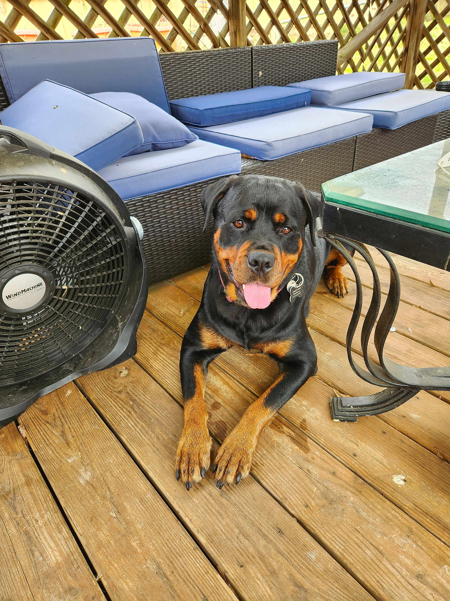 Oakley is registered to the contest to win money with this photo: dog, rottweiler, tongue_out, wooden_deck, fan, outdoor_furniture, patio, cushions, black_and_tan, pet, canine, relaxed, summer, sunlight, smiling_dog, floor, metal_table_leg, collar, dog_tag, backyard