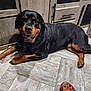 Oakley is registered to the contest to win money with this photo: rottweiler, dog, pet, smiling, indoor, floor, tile, wooden_cabinet, black, brown, fur, paw, collar, laying_down, animal, friendly, canine, household, domestic, companion