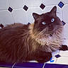 Priscilla is registered to the contest to win money with this photo: cat, long_hair, blue_eyes, feline, pet, animal, indoor, tile_floor, white_tile, blue_tile, resting, fur, whiskers, cute, domestic_animal, close_up, looking_up, mammal, companion, relaxed