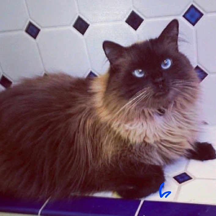 Priscilla is registered to the contest to win money with this photo: cat, long_hair, blue_eyes, feline, pet, animal, indoor, tile_floor, white_tile, blue_tile, resting, fur, whiskers, cute, domestic_animal, close_up, looking_up, mammal, companion, relaxed