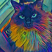 Priscilla is registered to the contest to win money with this photo: cat, fluffy_fur, colorful, psychedelic, neon, portrait, animal, pet, closeup, eyes, vibrant_colors, feline, indoor, book, decor, whiskers, face, collar, cute, artistic