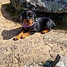 Luna is registered to the contest to win money with this photo: animal, bandana, black, brown, canine, cute, dog, fur, lying_down, moss, nature, outdoor, peaceful, pet, portrait, puppy, rock, rottweiler, sunlight, young_dog