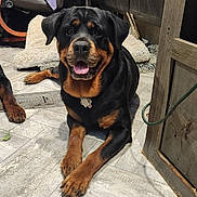 Luna is registered to the contest to win money with this photo: dog, rottweiler, pet, indoor, tile_floor, paws, tongue_out, collar, tag, happy, smiling, bed, blanket, chair, furniture, leash, portrait, close_up, wooden_door, cozy