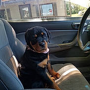 Luna is registered to the contest to win money with this photo: animal, bottle_cap, car_interior, car_seat, curious, cute, daylight, dog, front_seat, greenery, house, inside_car, looking, pet, puppy, rottweiler, seatbelt, sunlight, window, young_dog