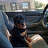 animal, bottle_cap, car_interior, car_seat, curious, cute, daylight, dog, front_seat, greenery, house, inside_car, looking, pet, puppy, rottweiler, seatbelt, sunlight, window, young_dog