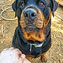 Luna is registered to the contest to win money with this photo: dog, rottweiler, pet, animal, close_up, portrait, nose, brown_eyes, collar, tag, mud, dirt, hand, human_hand, outdoor, garden, hose, sitting, whiskers, attention