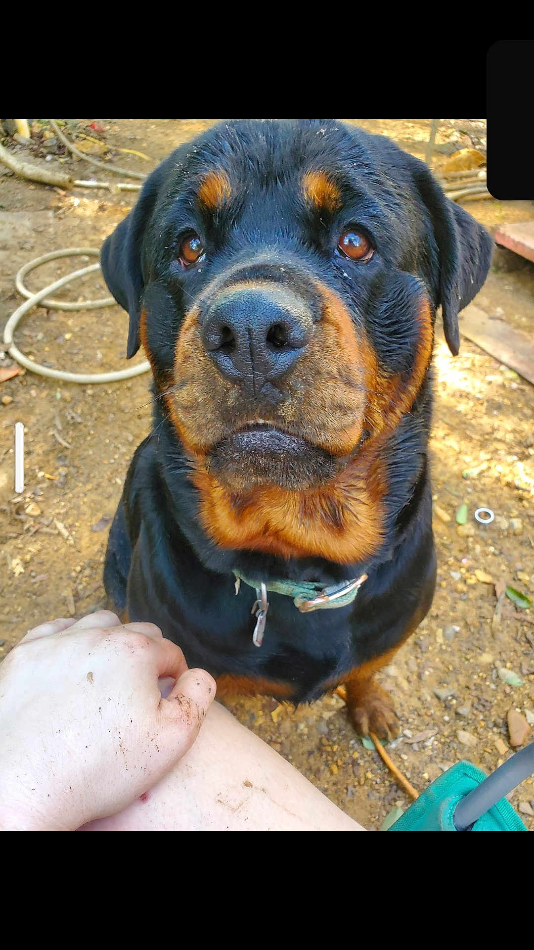 Luna is registered to the contest to win money with this photo: dog, rottweiler, pet, animal, close_up, portrait, nose, brown_eyes, collar, tag, mud, dirt, hand, human_hand, outdoor, garden, hose, sitting, whiskers, attention