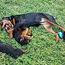 Luna joined the competition — help win amazing prizes! animal, black_and_tan, canine, cute, daylight, dog, family, grass, grass_field, lying_down, mammal, mother_dog, nature, outdoor, pet, playful, puppy, resting, toy, young