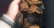 Luna is registered to the contest to win money with this photo: adorable, black_and_tan, bracelet, casual, clothing, cozy, cute, dog, fur, hand, human, indoor, lap, pet, puppy, relaxed, sitting, sleepy, small, yawning