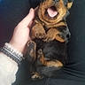 adorable, black_and_tan, bracelet, casual, clothing, cozy, cute, dog, fur, hand, human, indoor, lap, pet, puppy, relaxed, sitting, sleepy, small, yawning