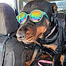 accessory, animal, black_and_tan, canine, car_interior, companion, cool, cute, dog, indoor, leash, pet, portrait, reflection, rottweiler, seat, sunglasses, sunlight, vehicle, window