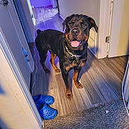 Jasmine joined the competition — help win amazing prizes! dog, rottweiler, indoor, hallway, flooring, carpet, wood_floor, blue_crocs, smiling_dog, pet, canine, collar, door, wall, lighting, shadow, happy, floor_mats, animal, domestic