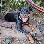 Jasmine is registered to the contest to win money with this photo: animal, black_and_tan, canine, collar, dog, dog_bed, fence, ground, hammock, happy, leaves, nature, outdoor, pet, playful, resting, rope_toy, rottweiler, smiling, tongue_out