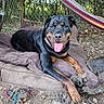 animal, black_and_tan, canine, collar, dog, dog_bed, fence, ground, hammock, happy, leaves, nature, outdoor, pet, playful, resting, rope_toy, rottweiler, smiling, tongue_out