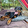 Jasmine is registered to the contest to win money with this photo: animal, blurred_background, canine, closeup, cushion, dog, fur, greenery, hammock, happy, nature, outdoor, paw, pet, portrait, relaxed, resting, rottweiler, summer, tongue_out