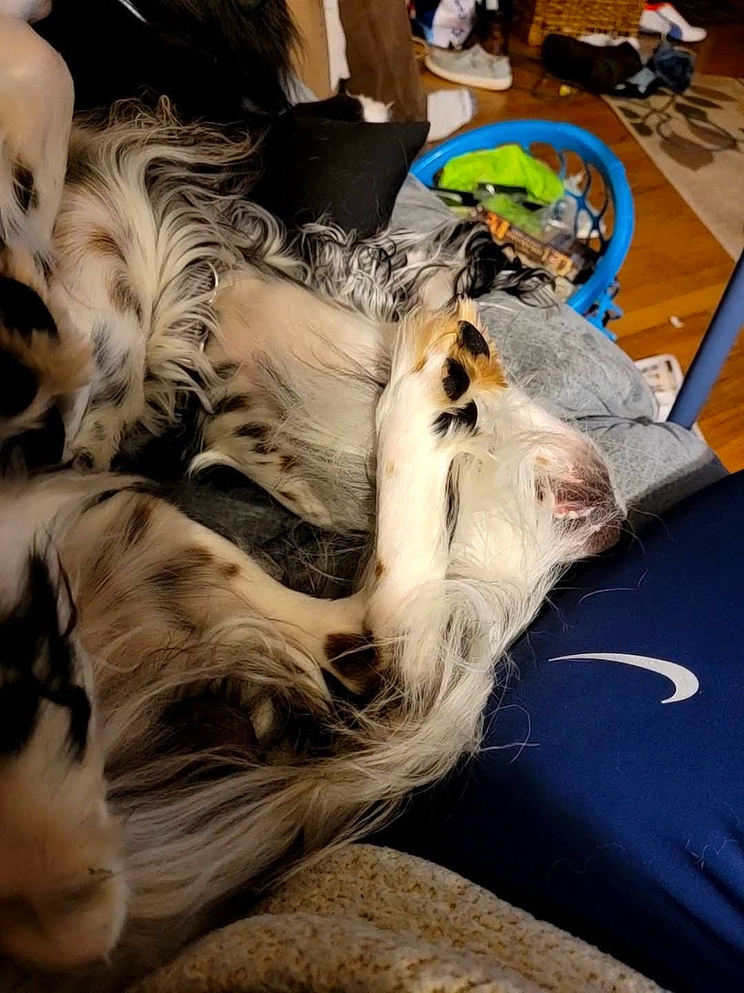 Rizzo is registered to the contest to win money with this photo: canidae, carnivore, comfort, companion_dog, dog, dog_breed, eyewear, fashion_accessory, fawn, feather, felidae, fur, linens, nap, paw, silken_windhound, small_to_medium_sized_cats, sporting_group, tail, whiskers