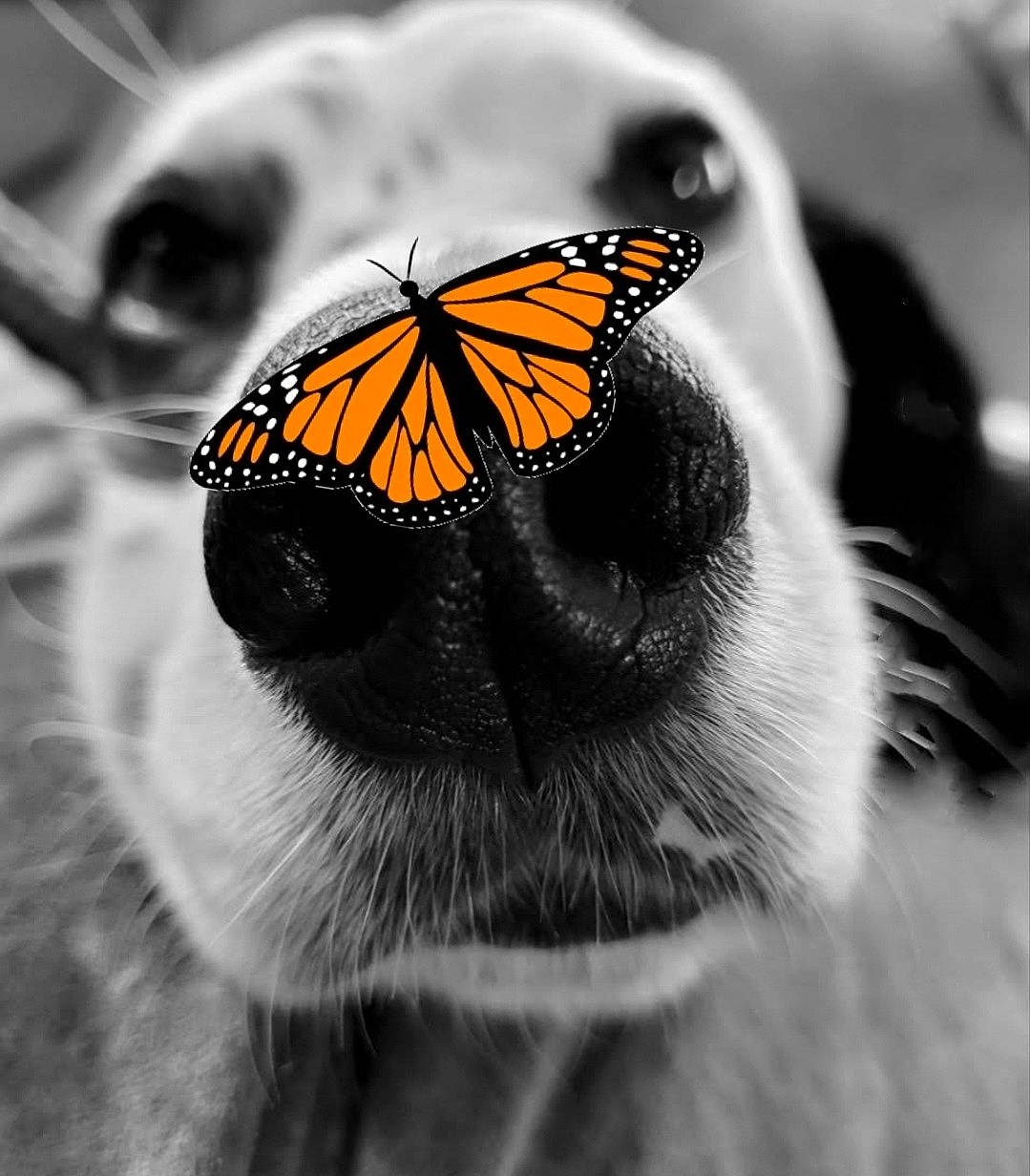 Rizzo joined the competition — help win amazing prizes! arthropod, butterfly, close_up, flower, insect, invertebrate, macro_photography, monochrome, monochrome_photography, moths_and_butterflies, pest, petal, plant, pollen, pollinator, still_life_photography, stock_photography, viceroy_butterfly, wildlife, wing