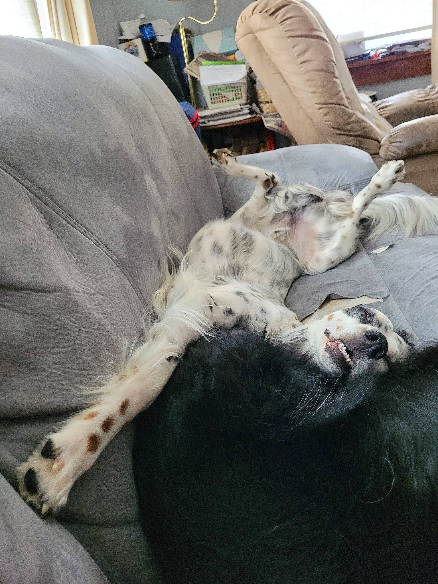 Rizzo is registered to the contest to win money with this photo: bean_bag, bedding, canidae, carnivore, comfort, companion_dog, couch, dog_breed, duvet, felidae, fur, grey, linens, living_room, mammal, small_to_medium_sized_cats, sporting_group, textile, whiskers, window