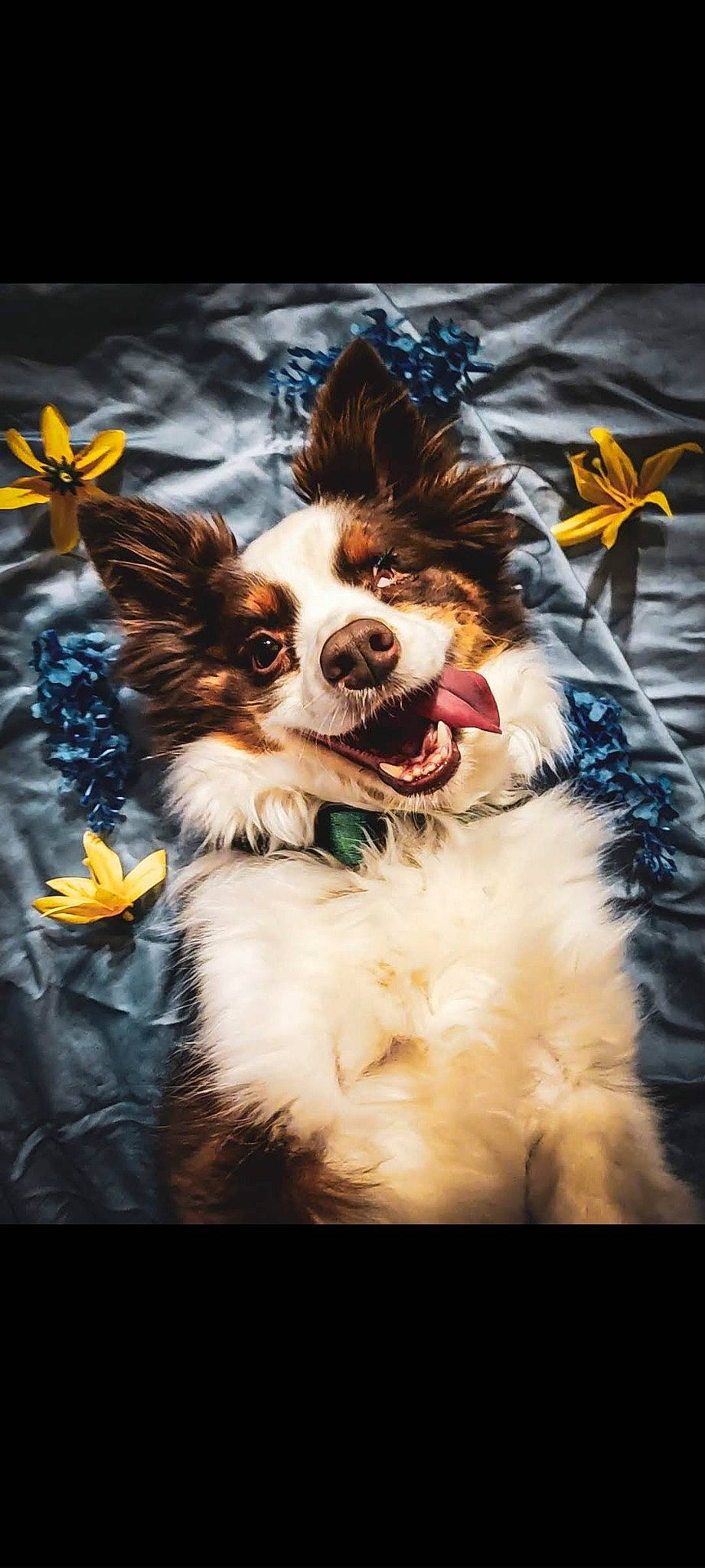 Hope is registered to the contest to win money with this photo: art, canidae, carnivore, companion_dog, dog, dog_breed, dog_supply, flower, fur, happy, papillon, paw, photo_caption, plant, sky, snout, sporting_group, toy_dog, whiskers, wildlife