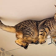 Eliott a rejoint le concours — aidez-le/la à gagner de superbes lots ! acrobat, animal, balancing, cat, ceiling, ears, feline, glass, home, indoor, lamp, pet, portrait, standing, striped_fur, tabby_cat, tail, wall, warm_lighting, whiskers