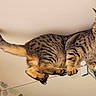 acrobat, animal, balancing, cat, ceiling, ears, feline, glass, home, indoor, lamp, pet, portrait, standing, striped_fur, tabby_cat, tail, wall, warm_lighting, whiskers