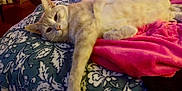 Bobert is registered to the contest to win money with this photo: cat, bed, blanket, feline, indoor, resting, sleepy, stretching, fur, pet, cozy, comfort, home, patterned_bedspread, paw, relaxed, animal, cute, domestic, lying_down