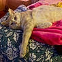 cat, bed, blanket, feline, indoor, resting, sleepy, stretching, fur, pet, cozy, comfort, home, patterned_bedspread, paw, relaxed, animal, cute, domestic, lying_down