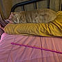 cat, sleeping, bed, pillow, yellow_pillow, pink_bedspread, orange_tabby, toy, pink_toy, headboard, curtains, indoor, cozy, resting, feline, pet, quiet, soft_lighting, textured_background, relaxation